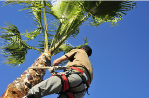 palm tree removal
