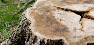 stump removal