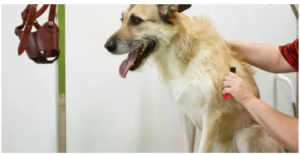 best dog physical therapist