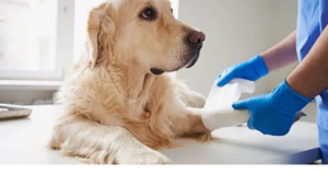 CCL tear in dogs therapy options